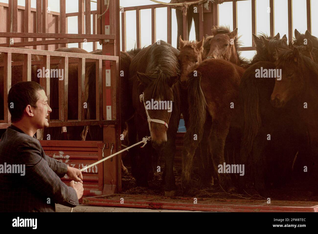 Ein Mann, der seine Pferde auf dem Tiermarkt Kashgar, Xinkiang, Volksrepublik China, 2019 hält Stockfoto