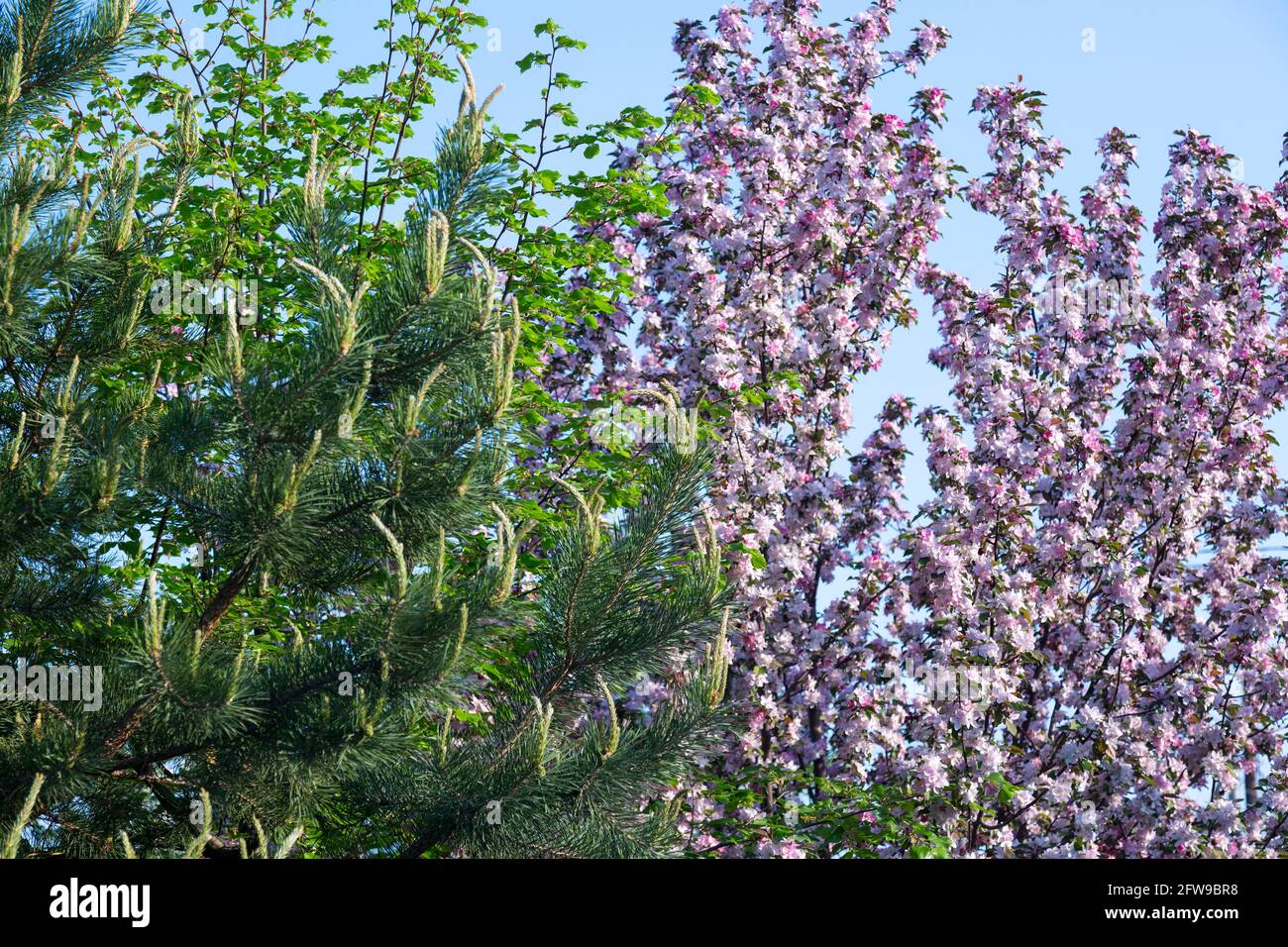 Grüne Kiefer mit Kätzchen und einem blühenden Apfelbusch dagegen Der blaue Himmel Stockfoto