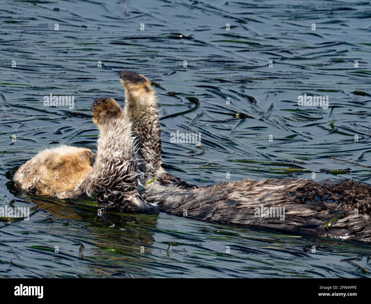 California Sea Otter, Enhyda lutris, in Morro Bay, Kalifornien, USA Stockfoto