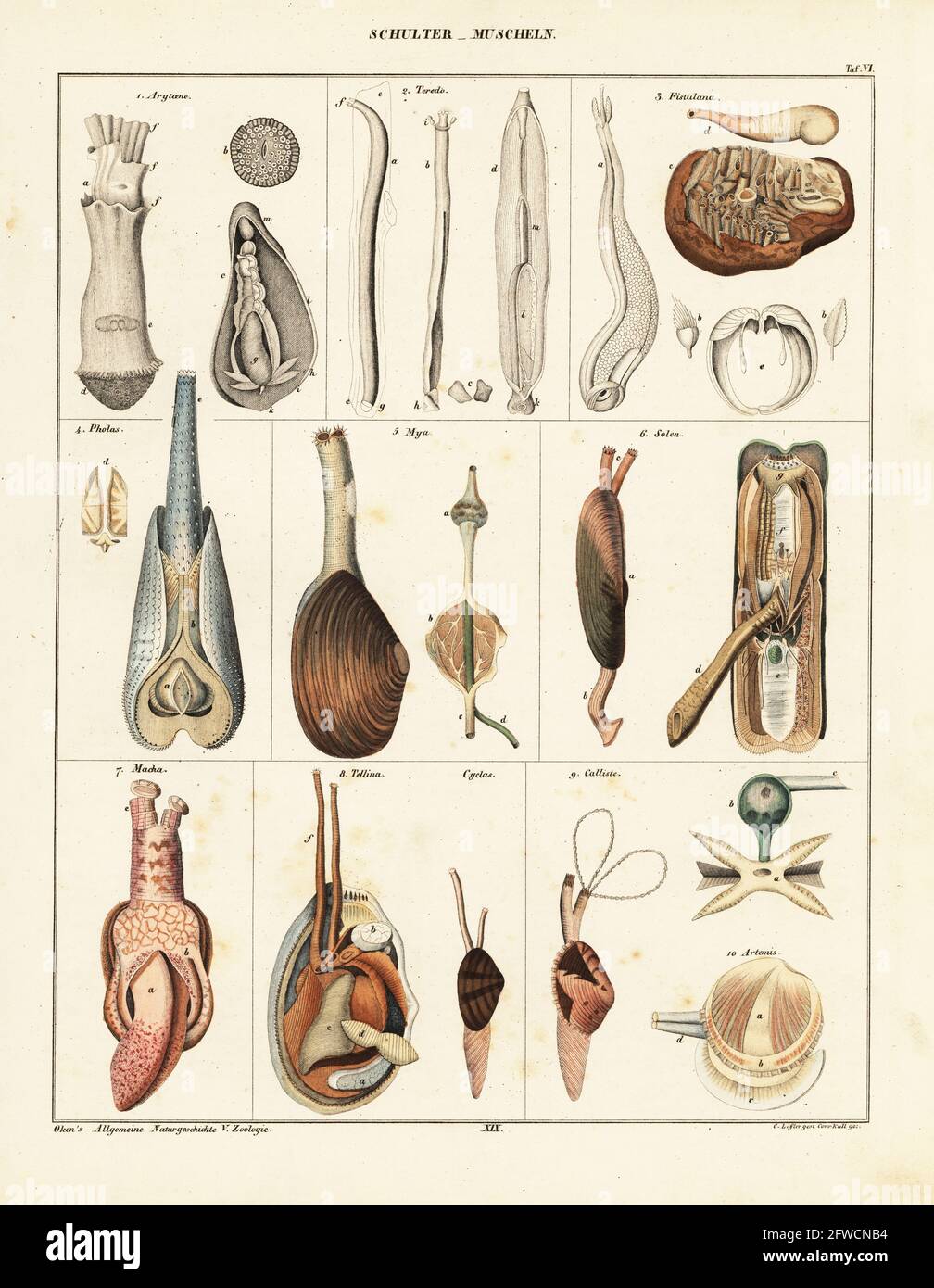 Anatomie von Muscheln. Schultermuscheln. Verschiedene Muschelarten