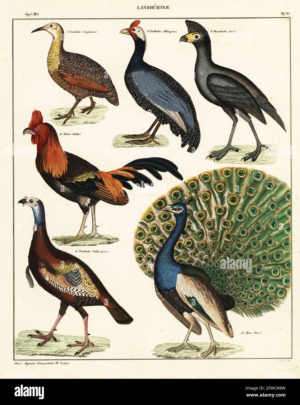 Verschiedene Vogelarten. Platte 85. Landhuhner. 7 Rotflügeltinamou, Rhynchotus rufescens, Grashuhn, 8 schwarzer Kurassow, Crax-Kurfürst, Baumhuhn, 9 behelmte Guineaflut, Numida meleagris, Perlhuhn, 10 rote Jungvögel, Gallus gallus, Hahn, 11 Wild turkey, Meleagris galopavo, Wilder Truthahn, Und 12 indische Pfauen, Pavo cristatus, Pfau. Handkolorierte Lithographie von C. Mayer aus Lorenz Okens Universal Natural History, Allgemeine Naturgeschichte fur alle Stande, Stuttgart, 1841. Stockfoto