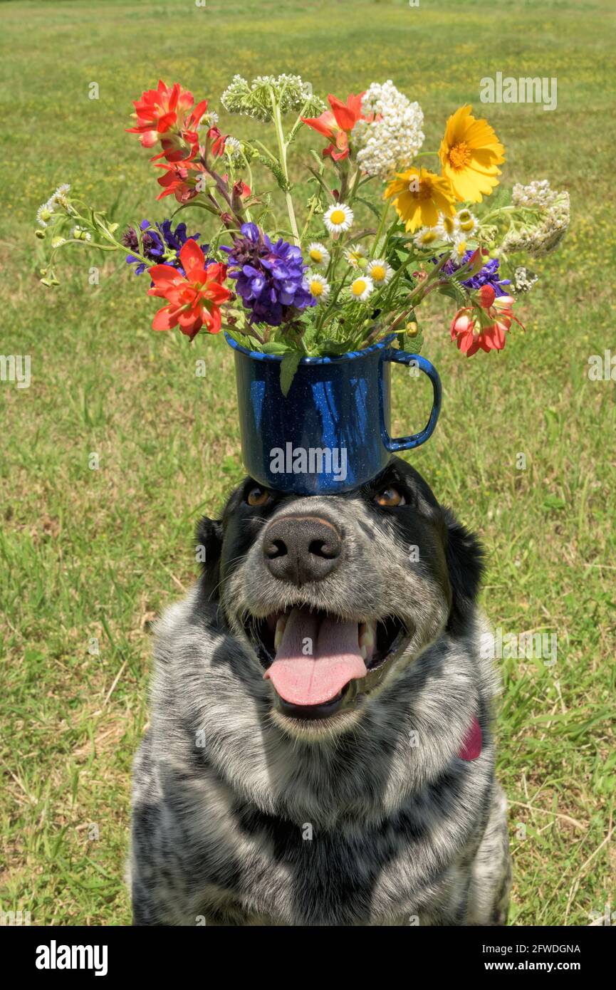 Süßes und humorvolles Bild einer gefleckten Hündin, die einen bunten Blumenstrauß in einer blauen Tasse auf ihrem Kopf balanciert; eine Geburtstagsüberraschung oder Muttertagsüberraschung Stockfoto