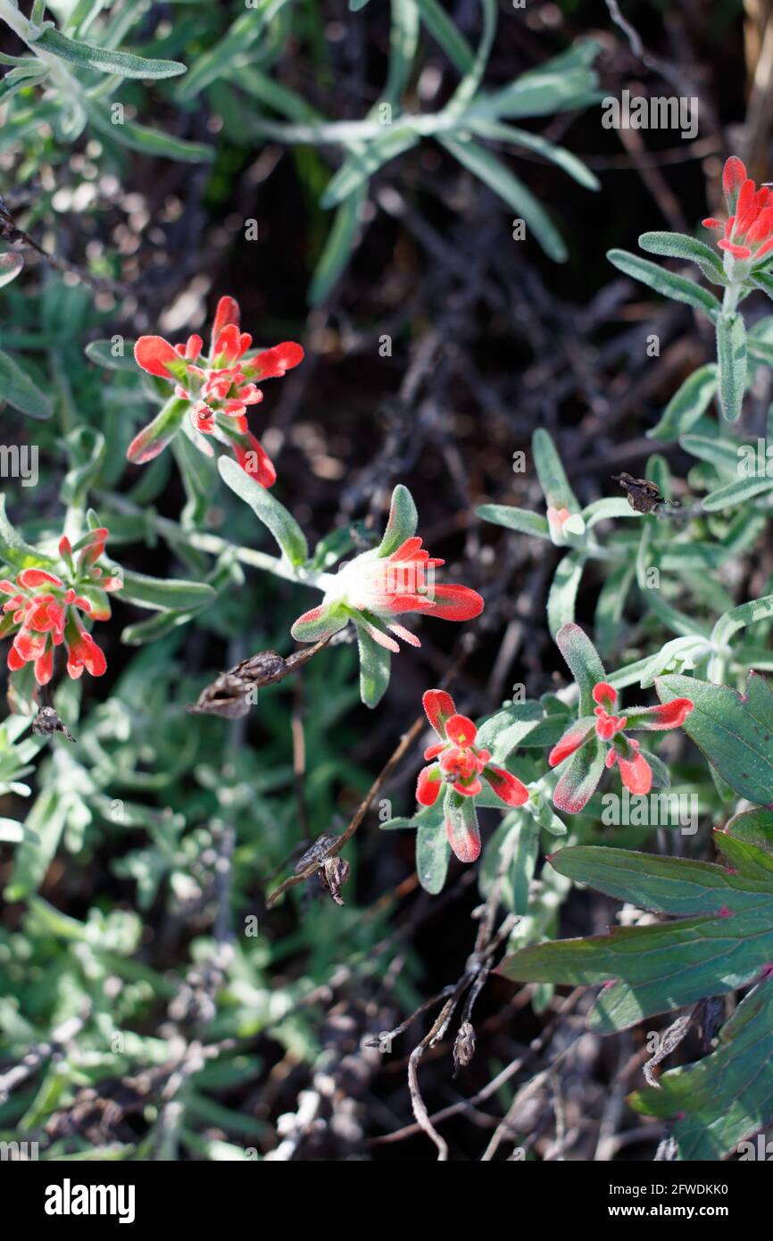 Die Blütenstände der roten Stachelschweine blühen auf Chaparral Paintbrush, Castilleja Foliolosa, Orobanchaceae, die in den Santa Monica Mountains im Frühling beheimatet sind. Stockfoto