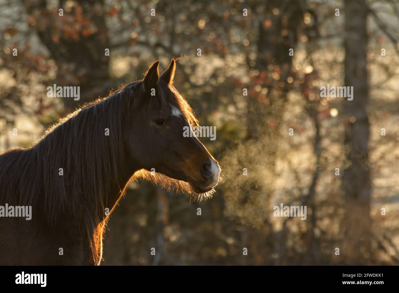 Dunkles arabisches Pferd an einem frühen Wintermorgen, mit Sonnenaufgang, der seine Kontur und seinen dampfenden Atem erhellt Stockfoto