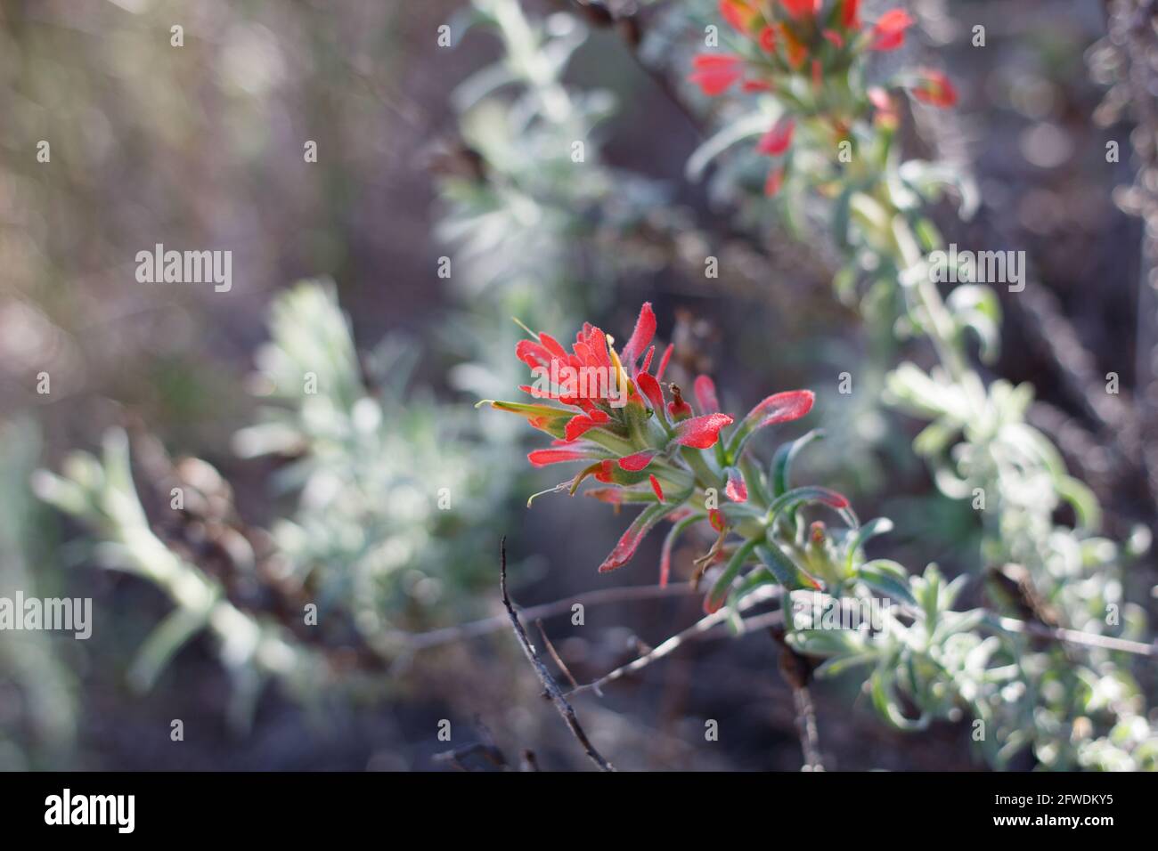 Die Blütenstände der roten Stachelschweine blühen auf Chaparral Paintbrush, Castilleja Foliolosa, Orobanchaceae, die in den Santa Monica Mountains im Frühling beheimatet sind. Stockfoto