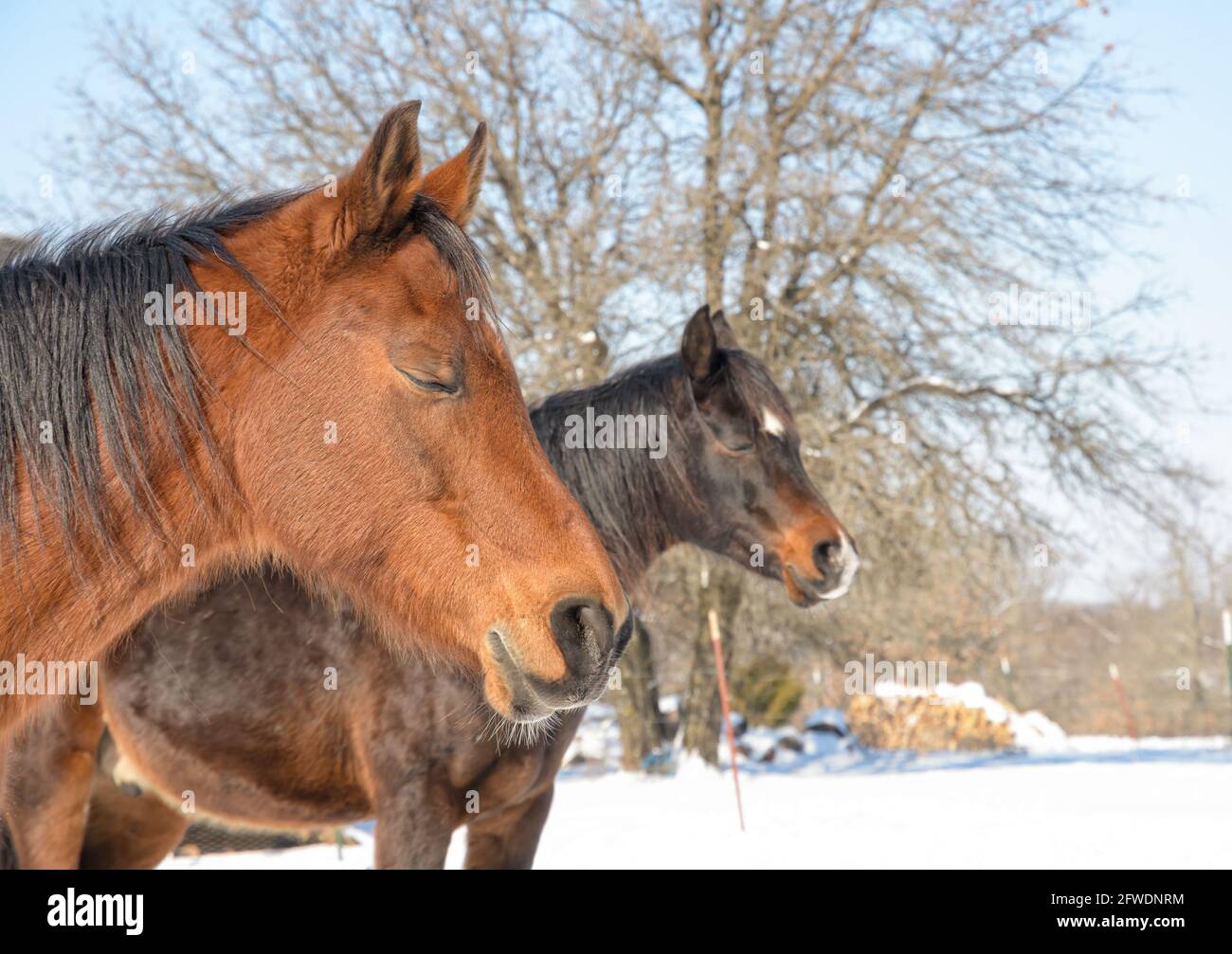 Zwei Pferde, die an einem kalten Wintertag ein Nickerchen machen und in der Wärme der Sonne baden Stockfoto