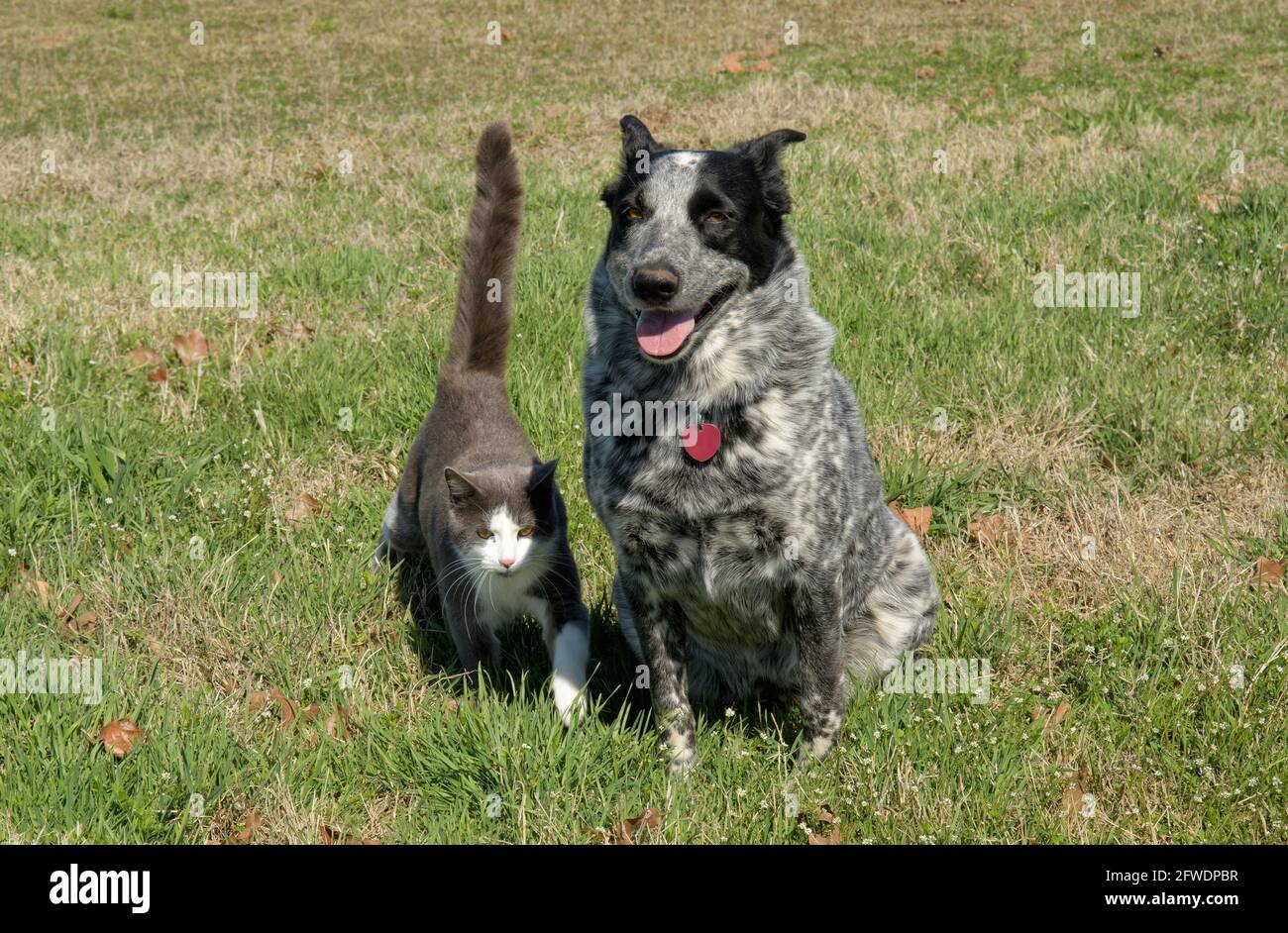 Schwarz-weiß gefleckte Hündin, die im Gras sitzt, mit einer grauen und weißen Katze, die selbstbewusst zu ihr geht Stockfoto