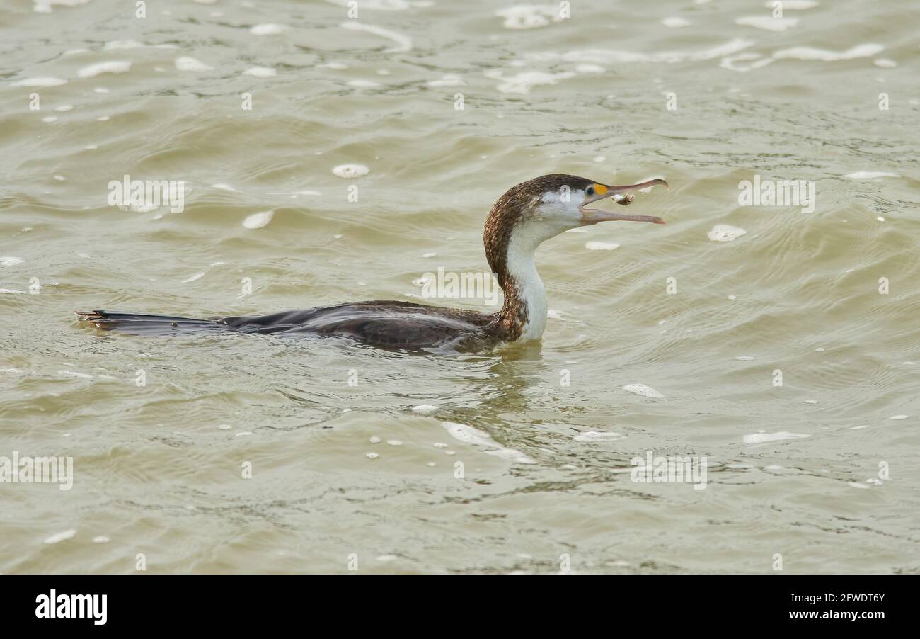 Pied Shag mit einem gefangenen Fisch, der verschluckt wird Stockfoto