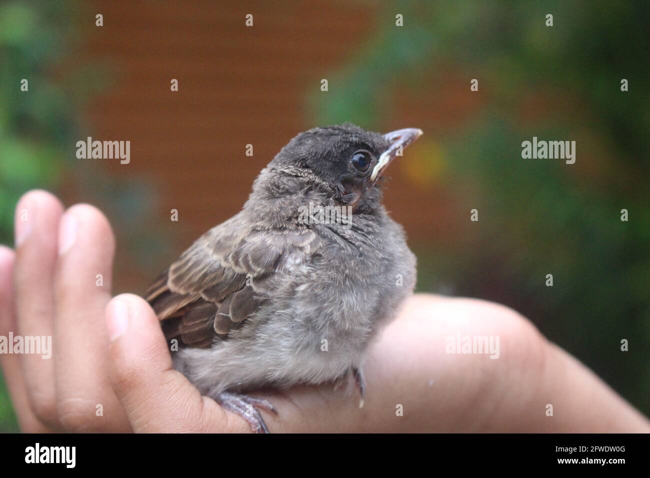 Nahaufnahme eines grauen und schwarzen Babyvogels Auf einer Hand mit unscharfem Hintergrund Stockfoto
