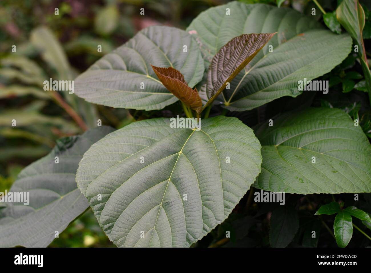 Silbrig grüne große Blätter mit sichtbaren Adern. Stockfoto