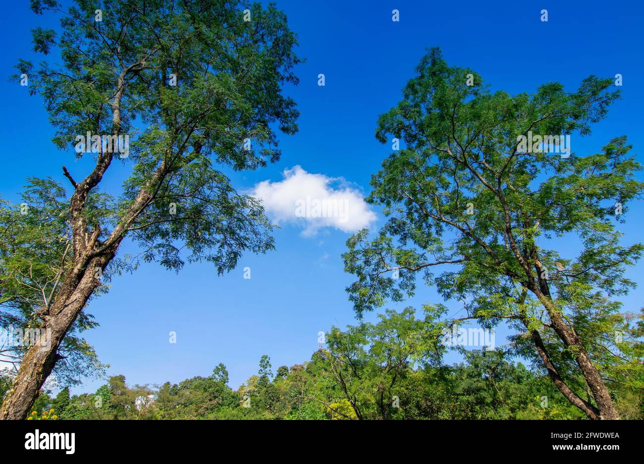 Blick auf das Teestube Jhalong mit Bäumen und blauem Himmel Mit nur einer Wolke oben - Tea Estate Stock Bild Stockfoto