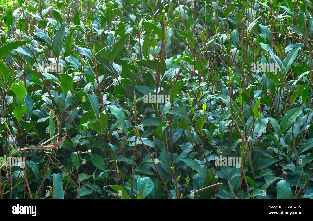 Bild von indischen Teepflanzen - aufgenommen in Dooars, nördlich von Westbengalen, Indien Stockfoto