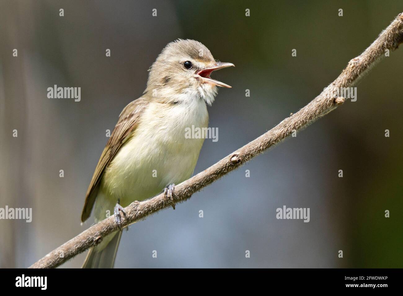 Zwitschernde Vireo, (Vireo gilvus) Vogel, singend Stockfoto