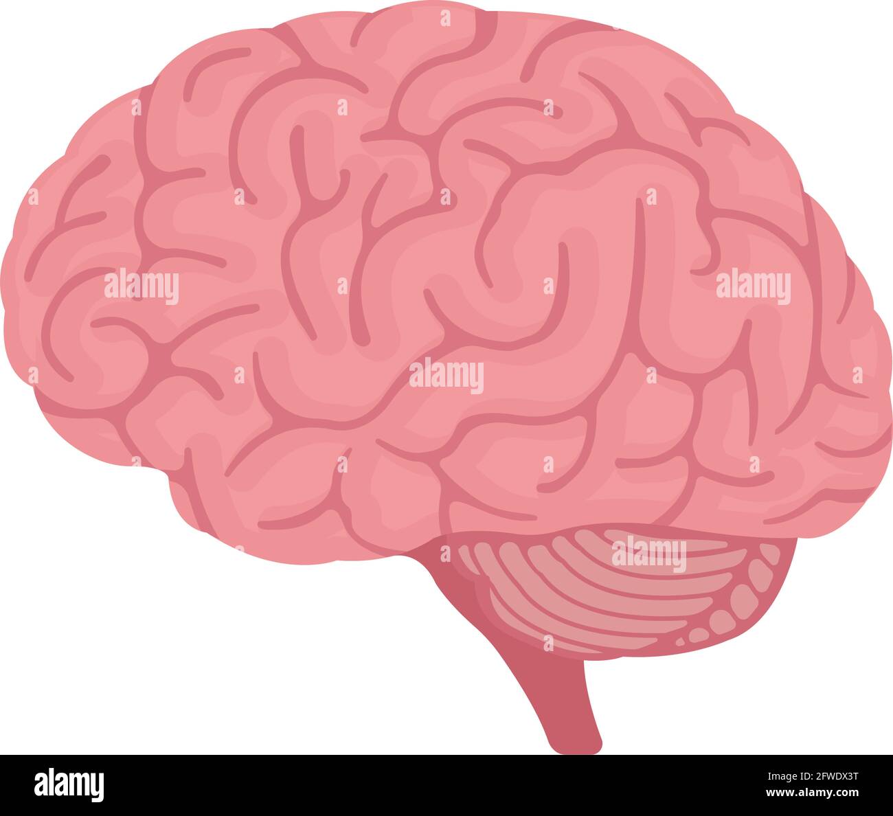 Vektor-Illustration des menschlichen Gehirns Stock Vektor