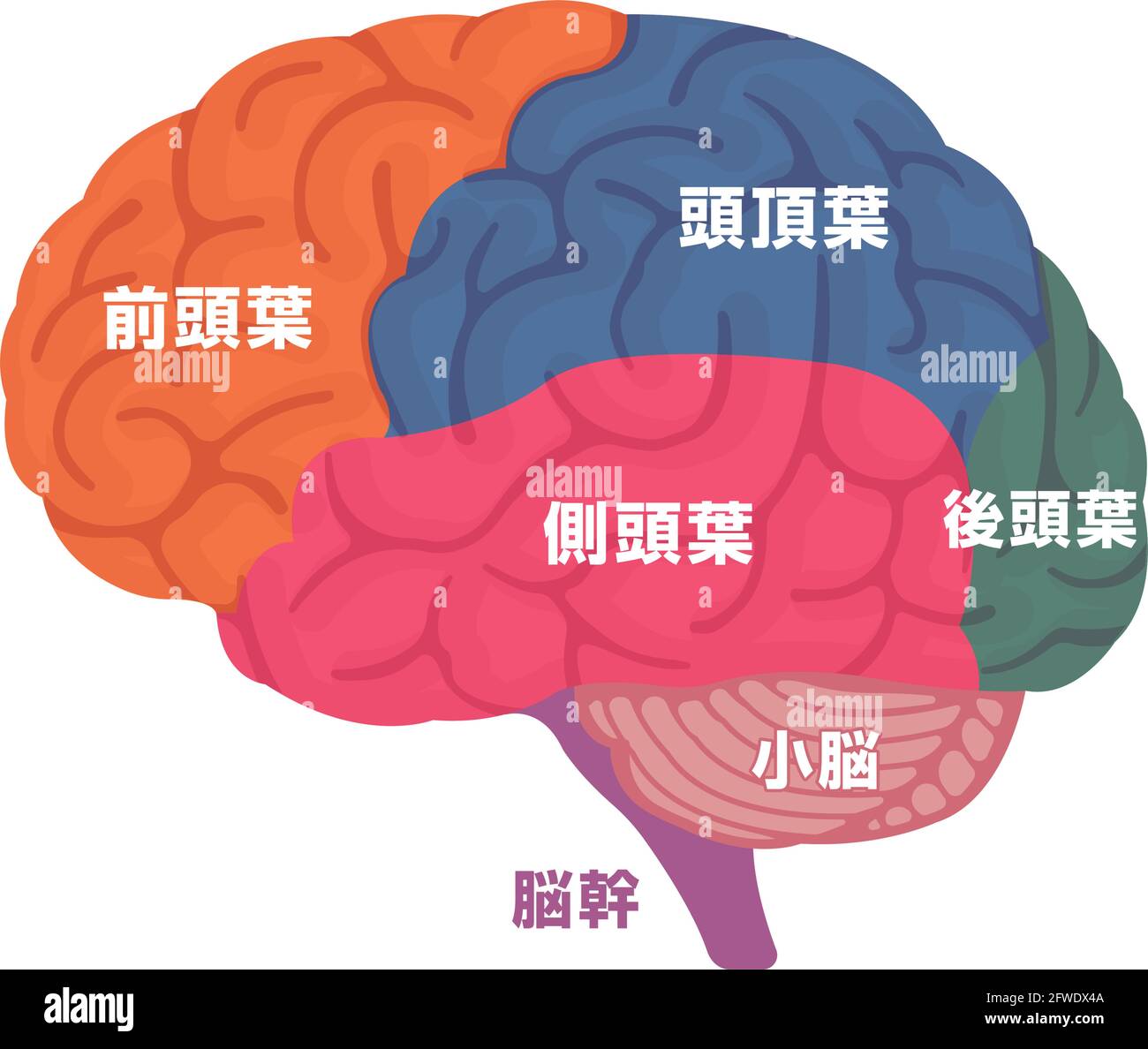 Vektordarstellung der Anatomie des menschlichen Gehirns (japanisch) Stock Vektor