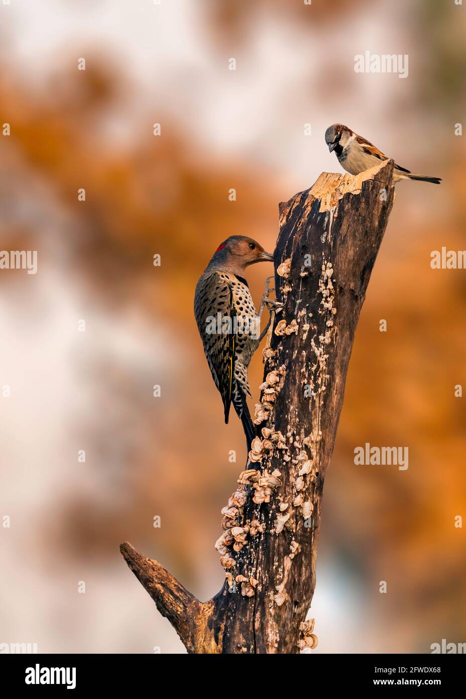 Vogelbeobachtspecht fressen von gebrochenem Ast Stockfoto