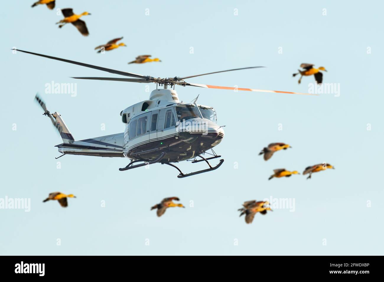 Fliegender Hubschrauber mit einer Herde fliegender Enten im Vordergrund Stockfoto