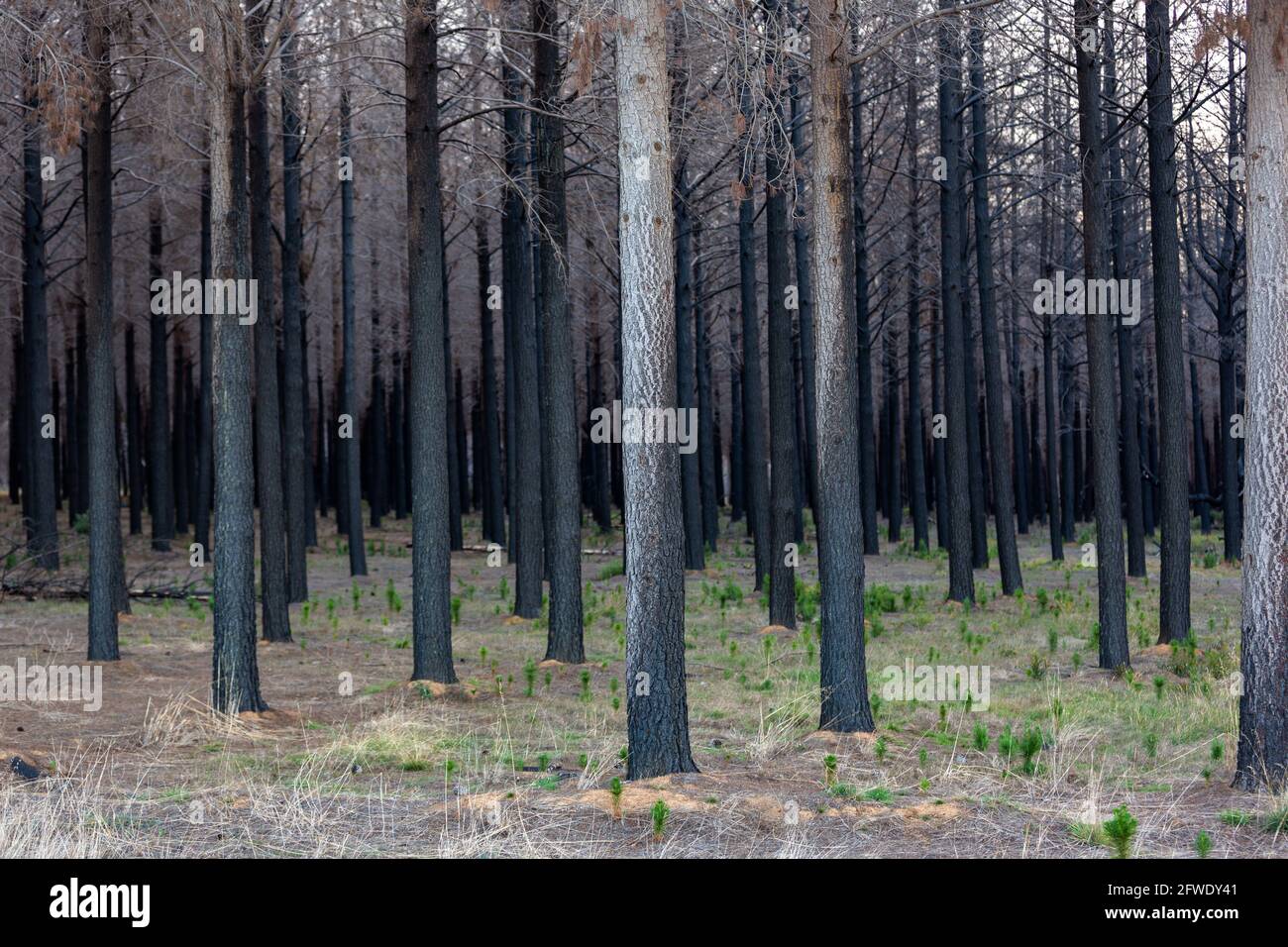 Verbrannter Wald mit neuen Sprossen auf Kangaroo Island South Australien am 9. Mai 2021 Stockfoto