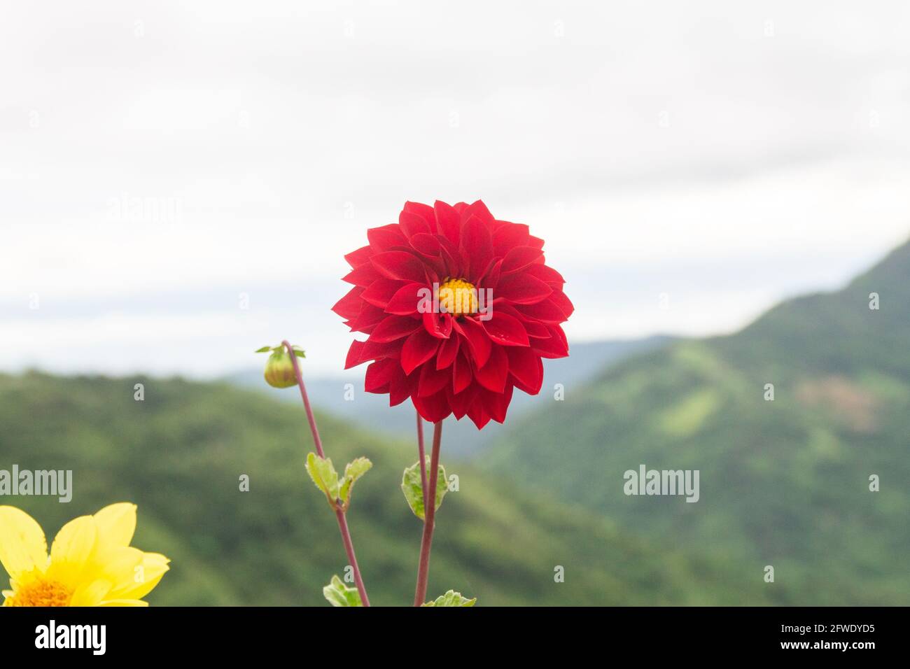 Die roten Blumen haben einen Berg Hintergrund mit einem Himmel gefüllt mit weißen Wolken. Stockfoto