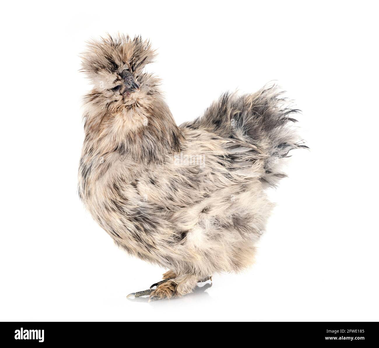 Splash Silkie vor weißem Hintergrund Stockfoto