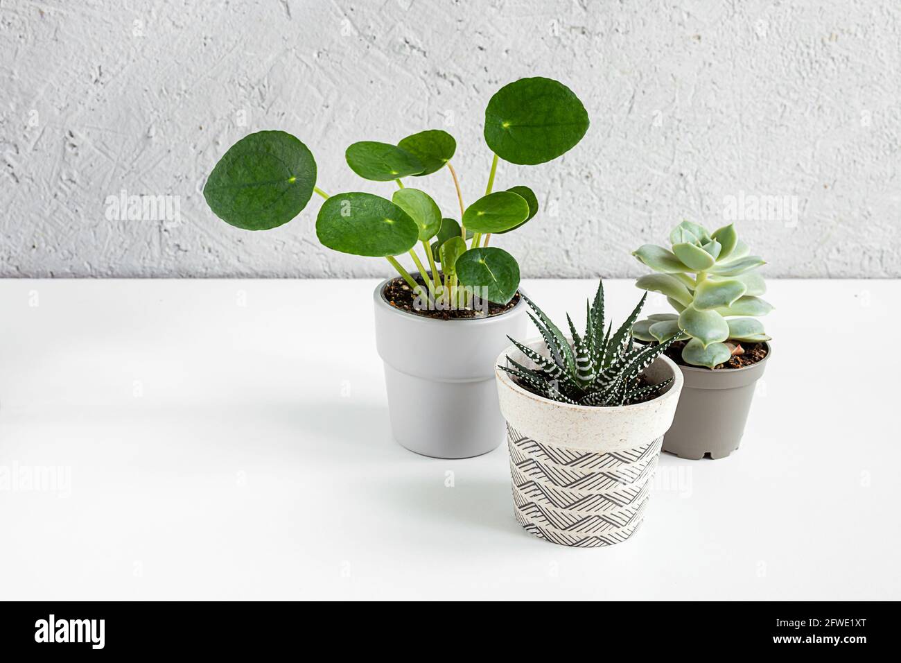 Kleine Töpfe mit heimischen Pflanzen - pilea, haworthia und echeveria auf hellgrauem Hintergrund, Hausgarten und Verbindung mit dem Naturkonzept Stockfoto