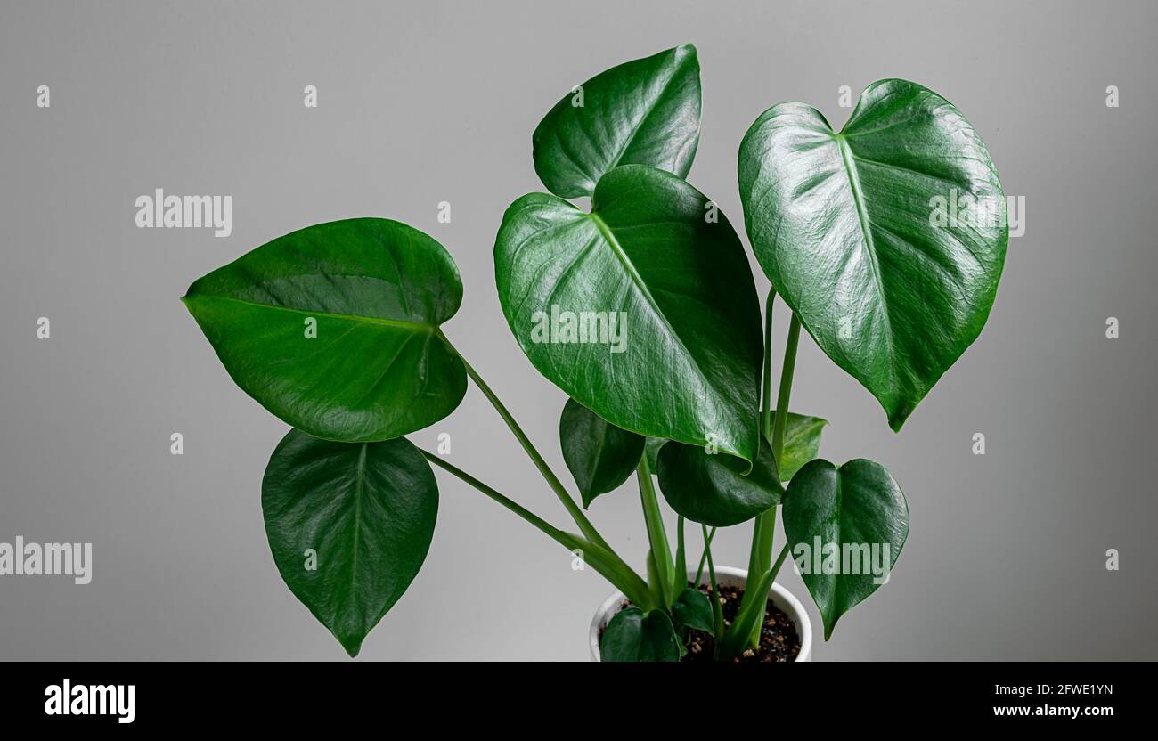 Junge Pflanze von Monstera deliciosa in einem Blumentopf auf grauem Hintergrund, Nahaufnahme, Gartenarbeit und Verbindung mit der Natur Stockfoto