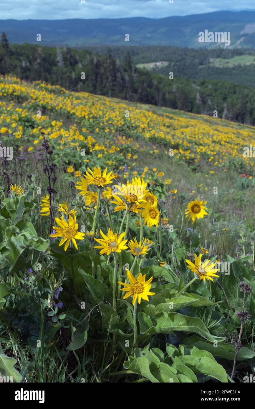 Im Tom McCall Nature Preserve in Mosier, Oregon, ist der Boden entlang der Columbia River Gorge mit gelben Balsamroot-Wildblumen bedeckt. Stockfoto