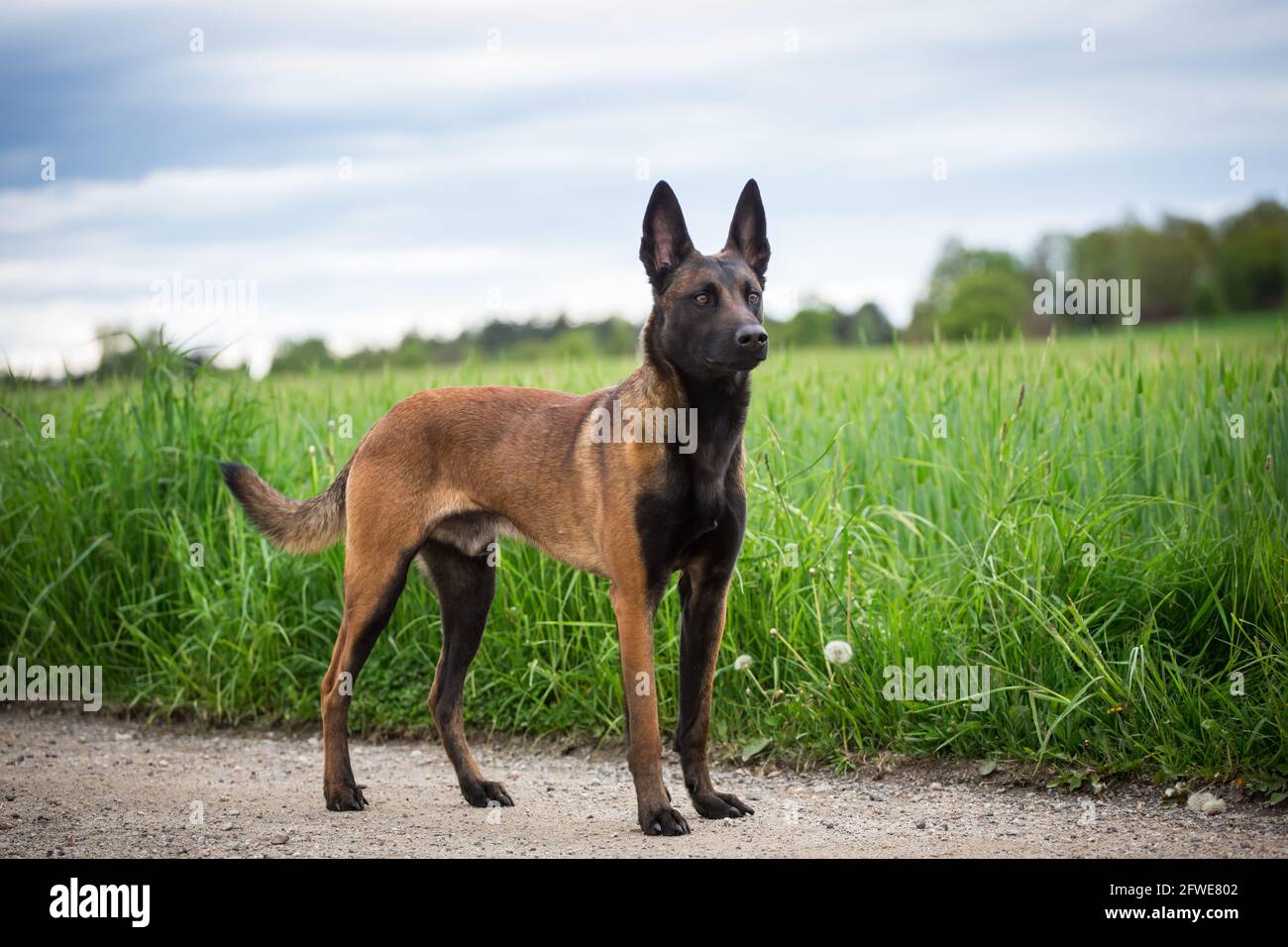 malinois-stehend-fotos-und-bildmaterial-in-hoher-aufl-sung-alamy