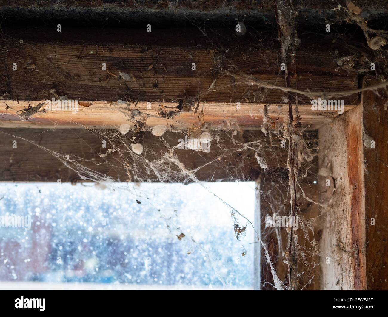 spinnennetze und Kokons in der Ecke des schmutzigen Fensters Rustikale Scheune aus Ziegelsteinen Stockfoto