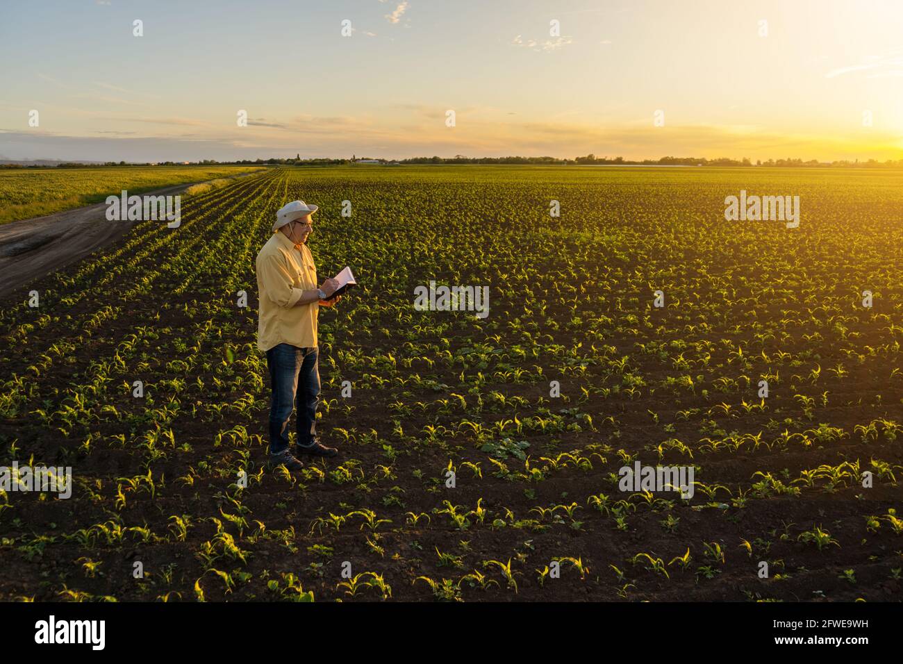 Der Seniorbauer steht in seinem wachsenden Maisfeld. Er untersucht gerade sein gesät Maisfeld. Stockfoto