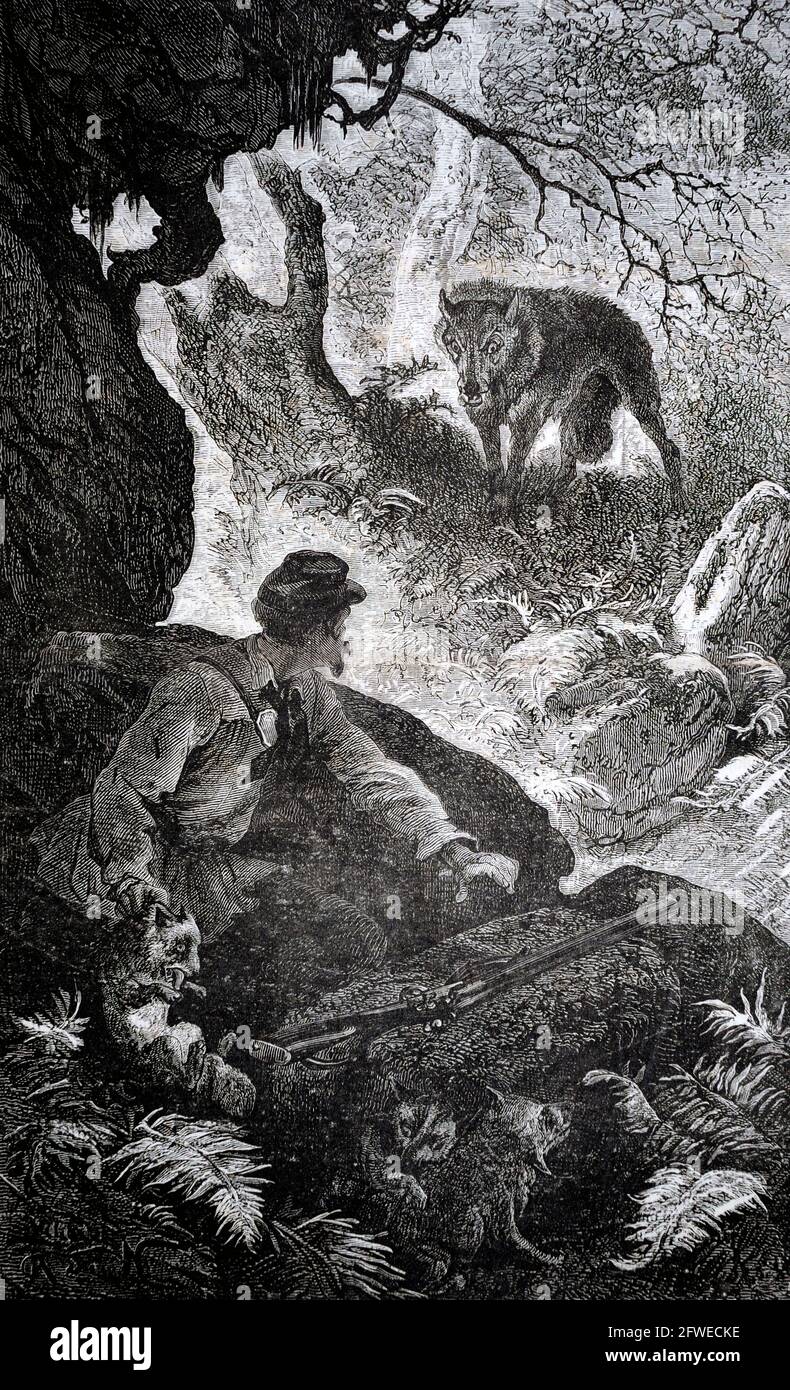 In Finnland, im Gebiet von Turku, wurde angenommen, dass ein Paar Wölfe für eine Reihe von Angriffen auf Kinder in den 1880er Jahren verantwortlich waren. Wölfe waren für die dea verantwortlich Stockfoto