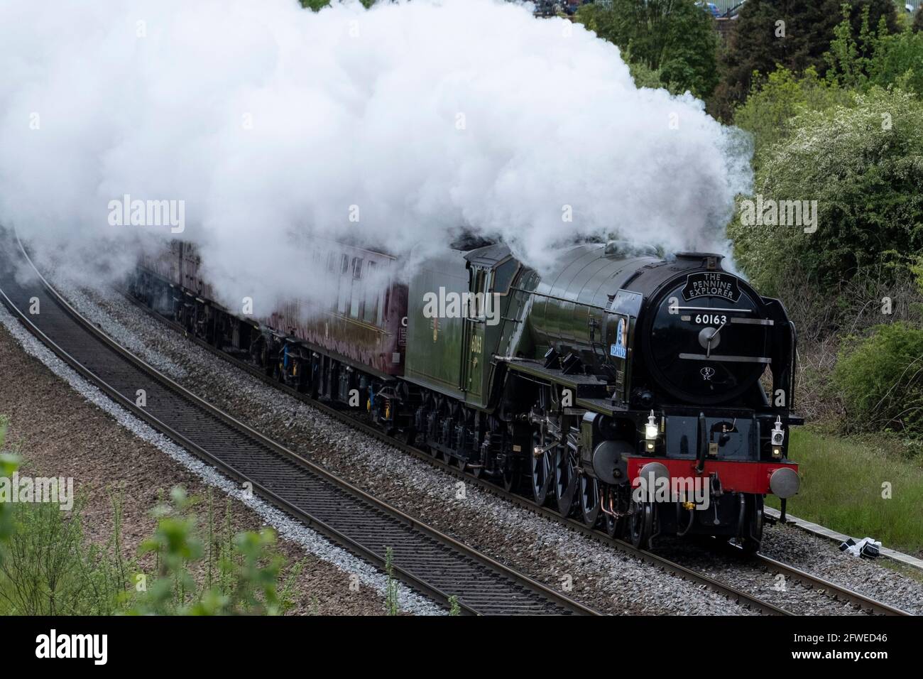 Dampflokomotive Tornado auf dem Weg nach Carlisle durch Kilnhurst, South Yorkshire. Stockfoto