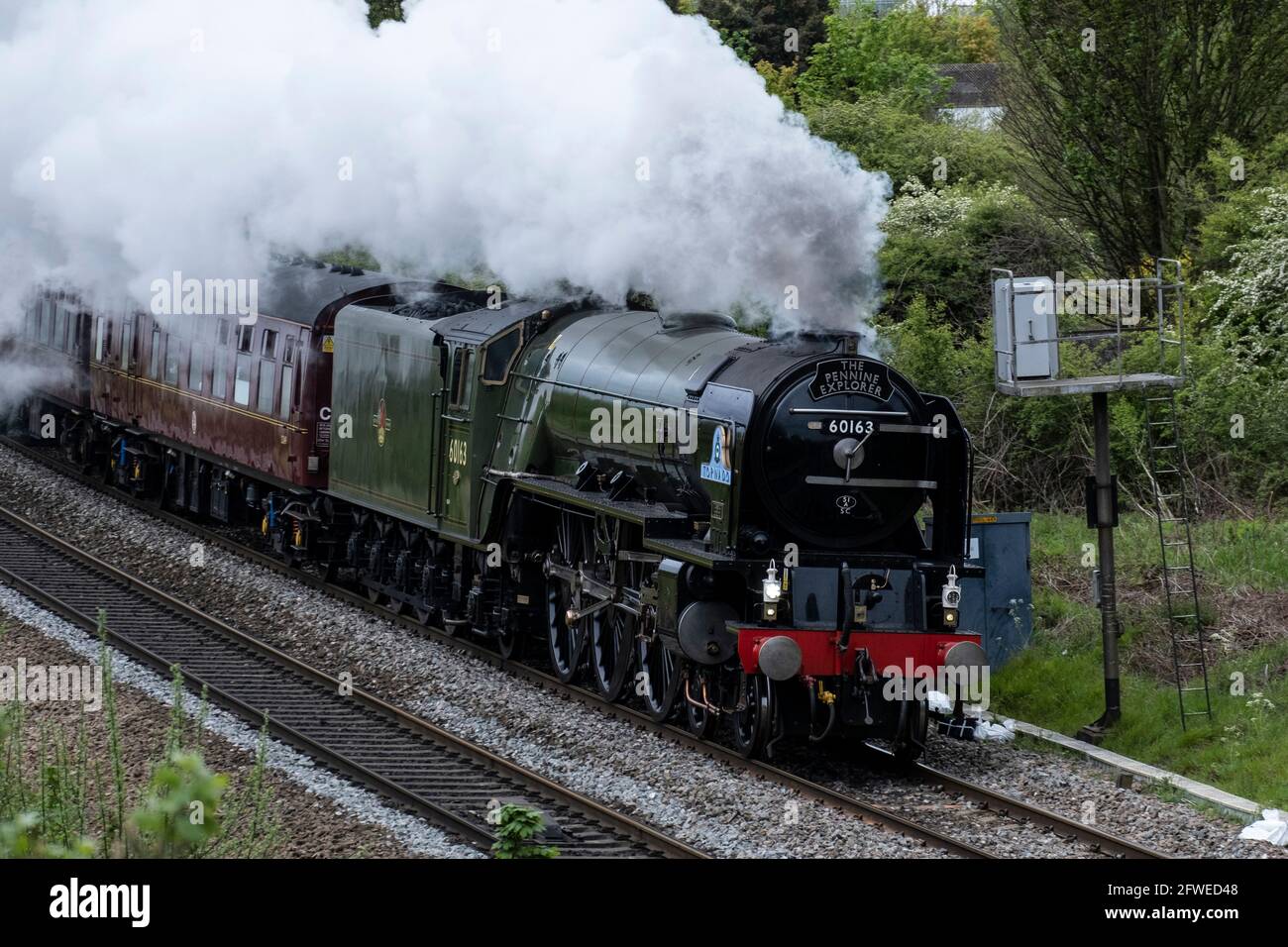 Dampflokomotive Tornado auf dem Weg nach Carlisle durch Kilnhurst, South Yorkshire. Stockfoto