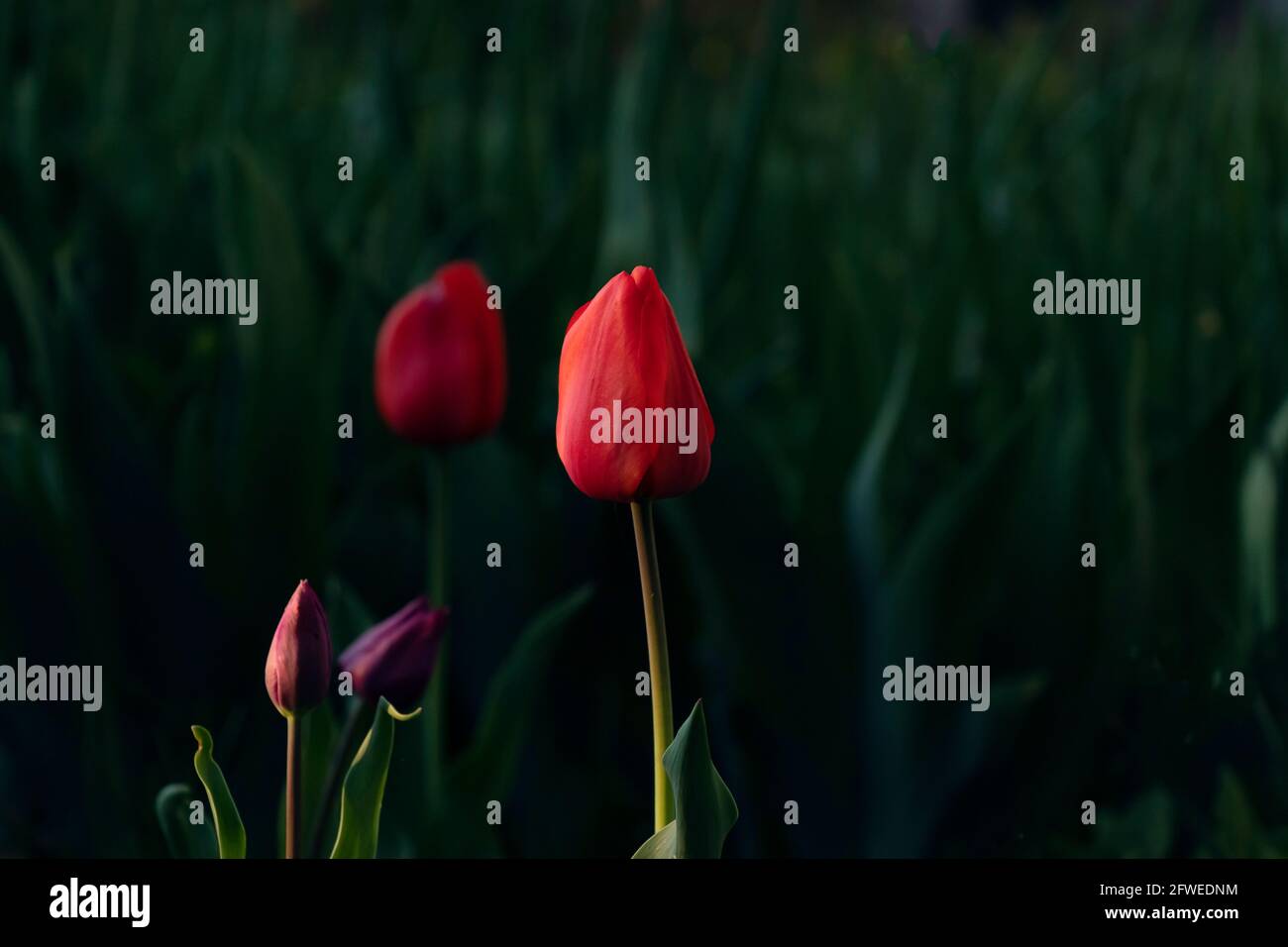 Rote Tulpe in den Strahlen des Sonnenuntergangs auf einem Hintergrund von dunkelgrünem Gras. Federkonzept. Weicher Fokus Stockfoto