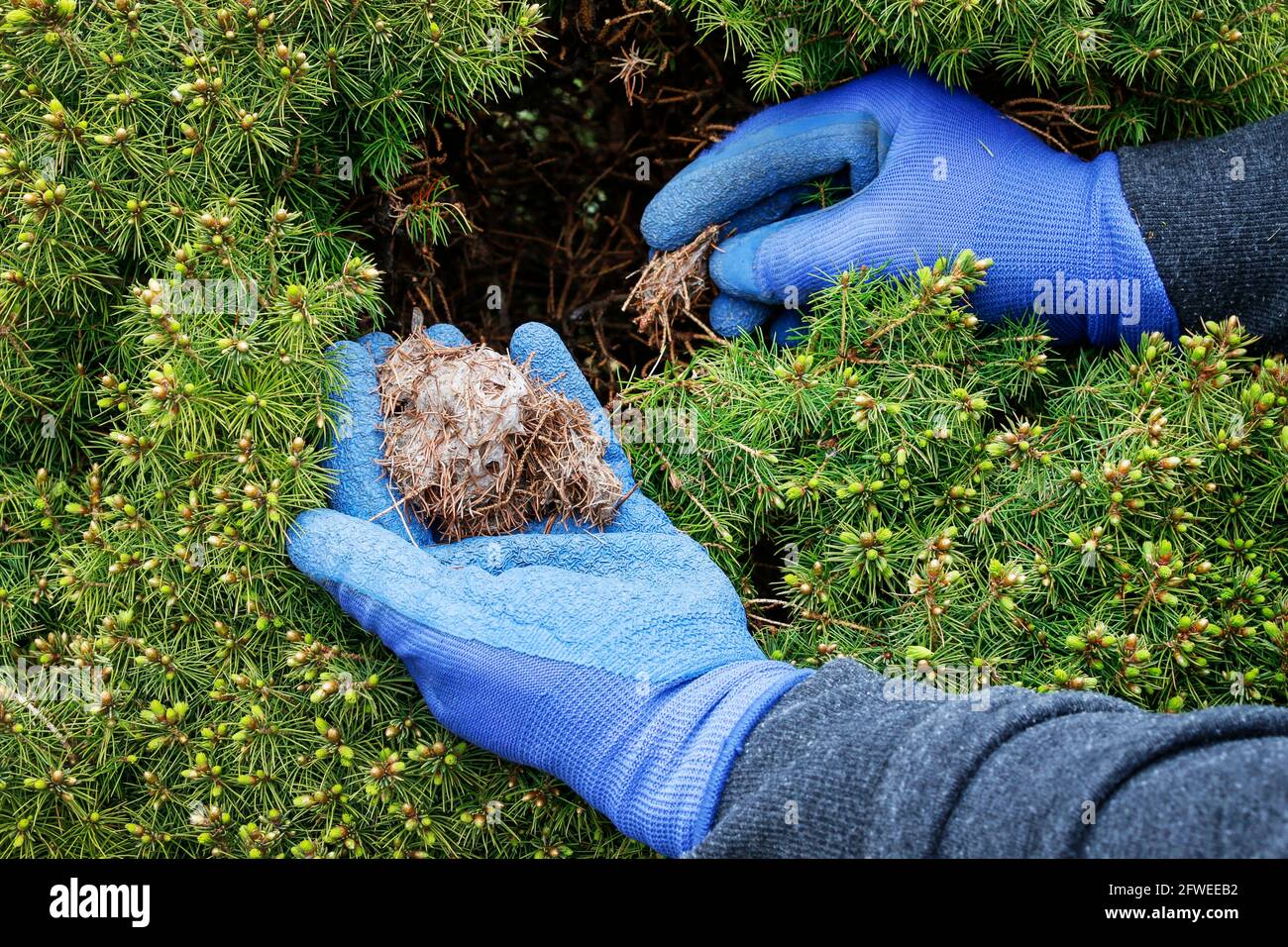 Der Grtner entfernt die Kokons der roten Spinnmilbe (Tetranychus urticae)  aus der Thuja. Gartenarbeit Stockfotografie - Alamy