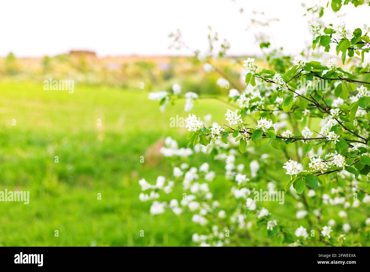 Shadberry Busch mit weißen Blüten auf Ästen gegen verschwommene Sonnenuntergang Abend natürlichen Hintergrund Frühling Stockfoto