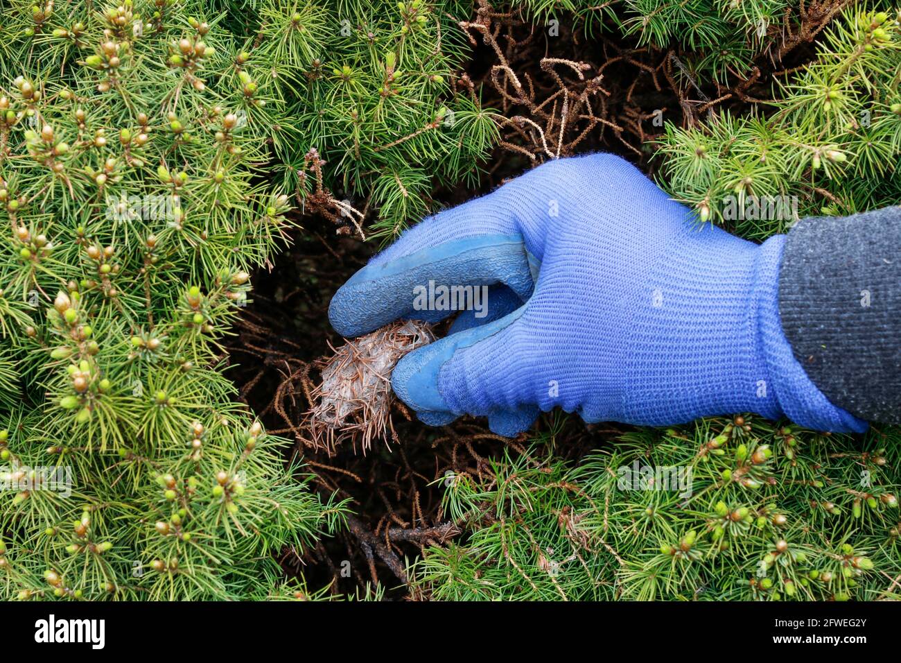 Der Grtner entfernt die Kokons der roten Spinnmilbe (Tetranychus urticae)  aus der Thuja. Gartenarbeit Stockfotografie - Alamy