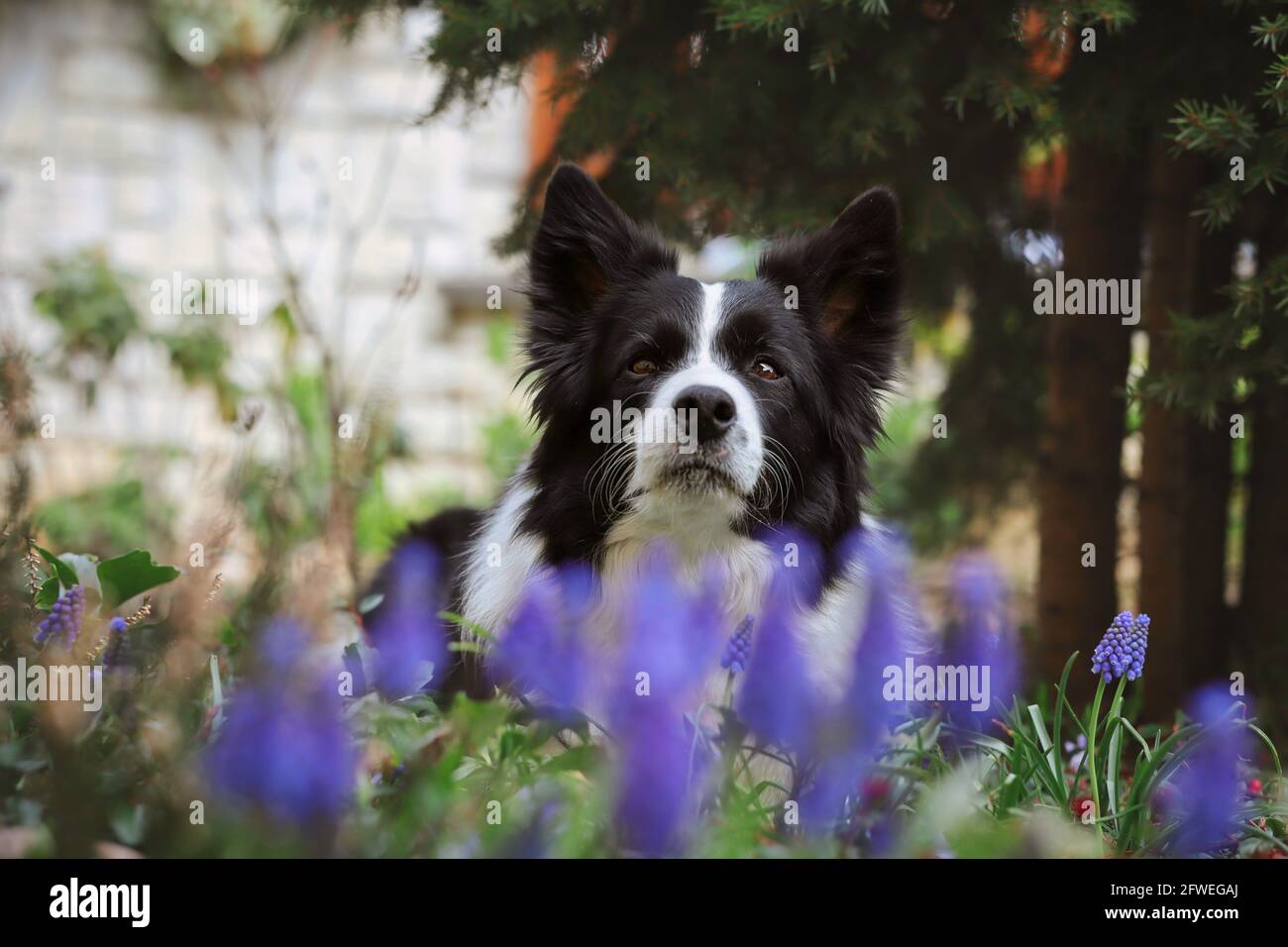 Schwarz-Weiß Border Collie Dog mit ernsthaftem Aussehen und Purple Muscari im Garten im Frühling. Stockfoto