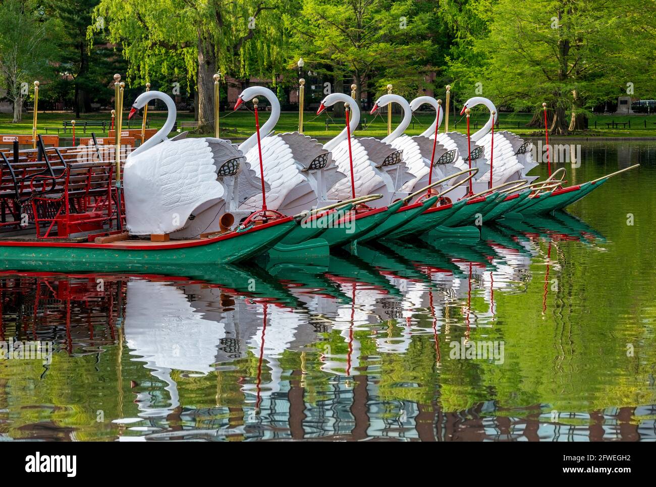 Morgenfoto der Schwanenboote im Teich im Boston Public Garden im Frühjahr. Stockfoto
