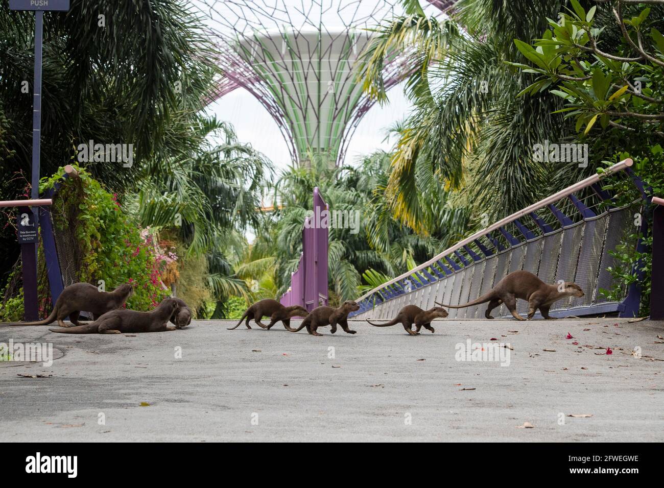 Singapur, Mai 17. Mai 2021. Am 17. Mai 2021 wohnt eine Familie glatter Otter in Gardens by the Bay in Singapur. Der Internationale Tag der biologischen Vielfalt ist am 22. Mai 2021. Quelle: Then Chih Wey/Xinhua/Alamy Live News Stockfoto