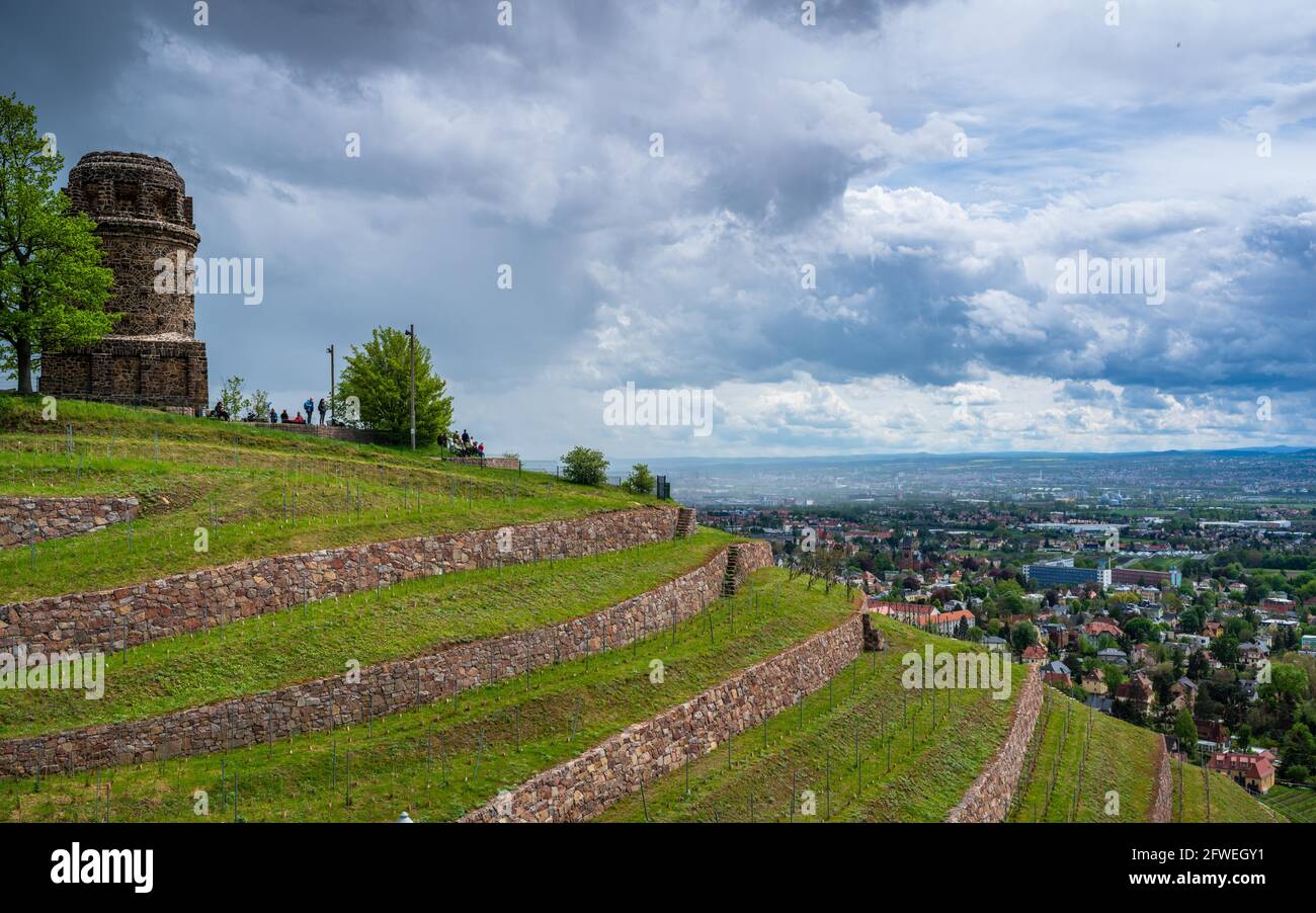 Weinwanderweg Sachsen bei Radebeul, Weinberge im Frühling im frischen Grün, Mai Stockfoto