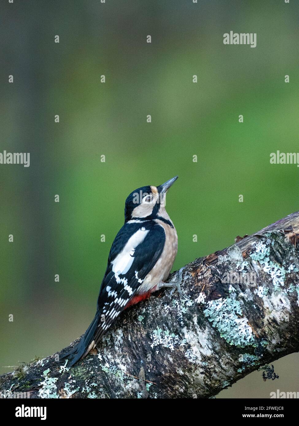 Great Spotted Woodpecker on a Tree, Großbritannien Stockfoto