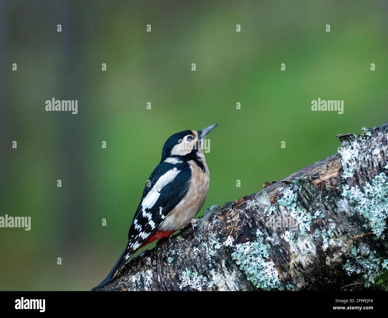 Great Spotted Woodpecker on a Tree, Großbritannien Stockfoto