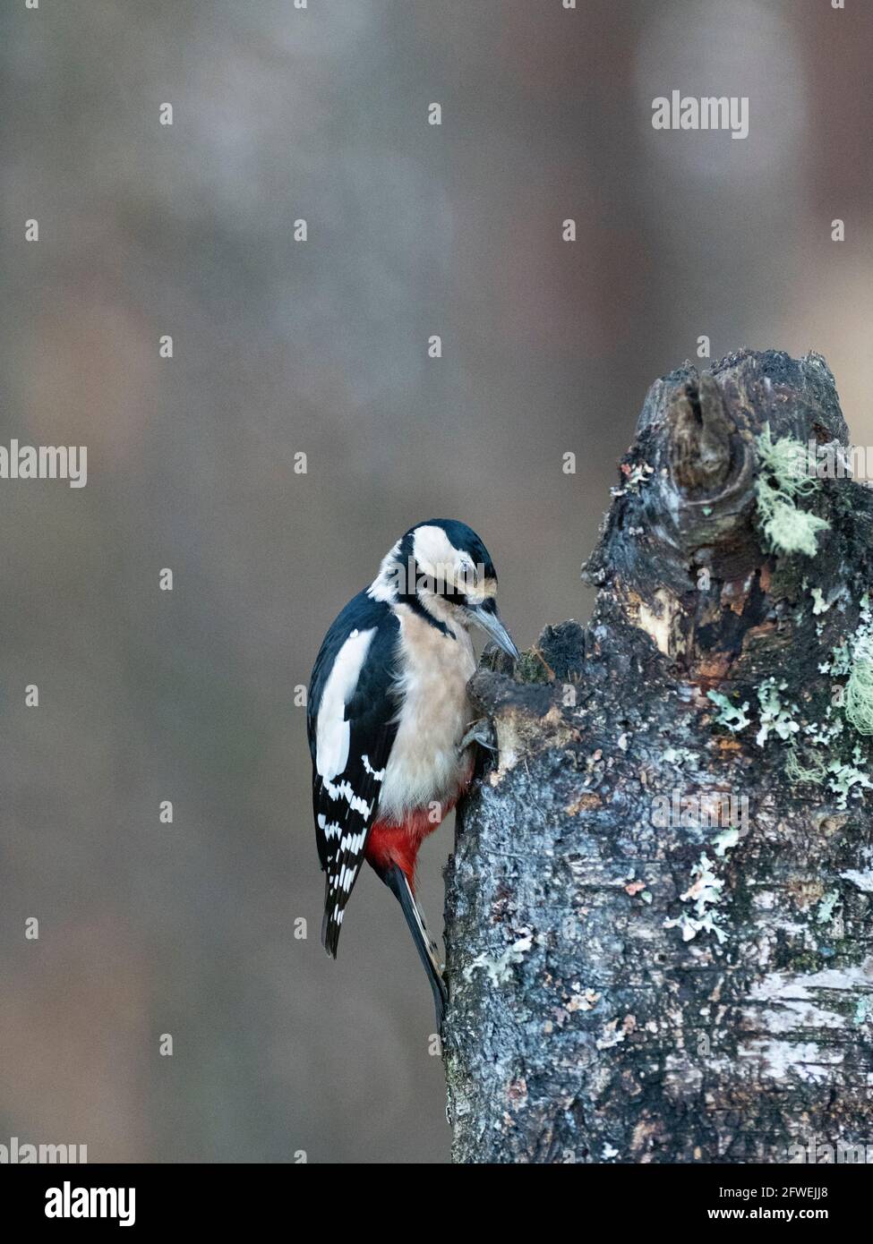 Buntspecht - Dendrocopus großen Stockfoto