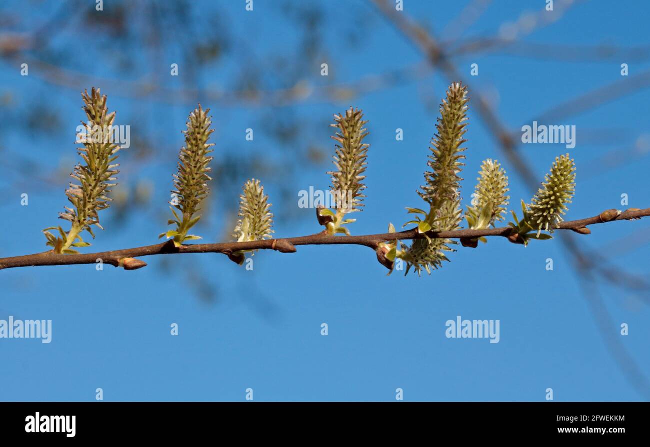Willow (pyru salicifolia) Kätzchen/Samen, Großbritannien Stockfoto