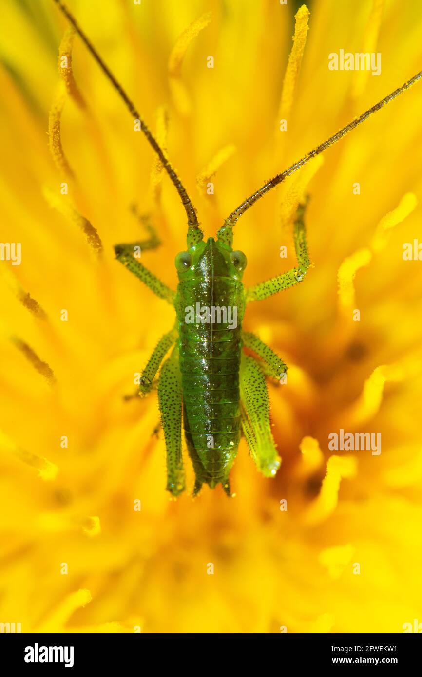 Eine kleine junge Heuschrecke auf einer gelben Dandelionenblume im Frühling. Stockfoto