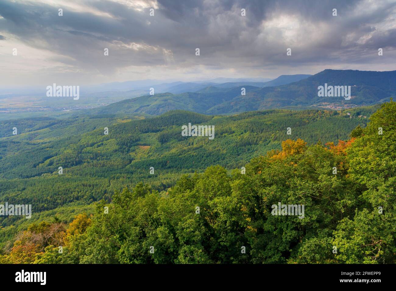 Draufsicht auf die elsässischen Vogesen und den Wald Stockfoto