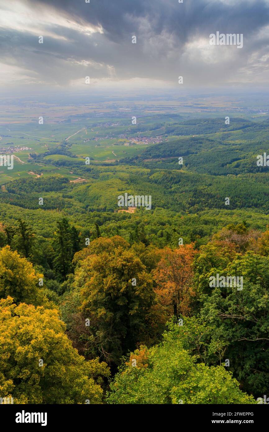Draufsicht auf die elsässischen Vogesen und den Wald Stockfoto