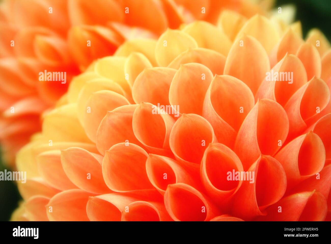 Orange und gelbe Dahlia Pompom Hintergrund. Weicher abstrakter natürlicher Hintergrund. Stockfoto