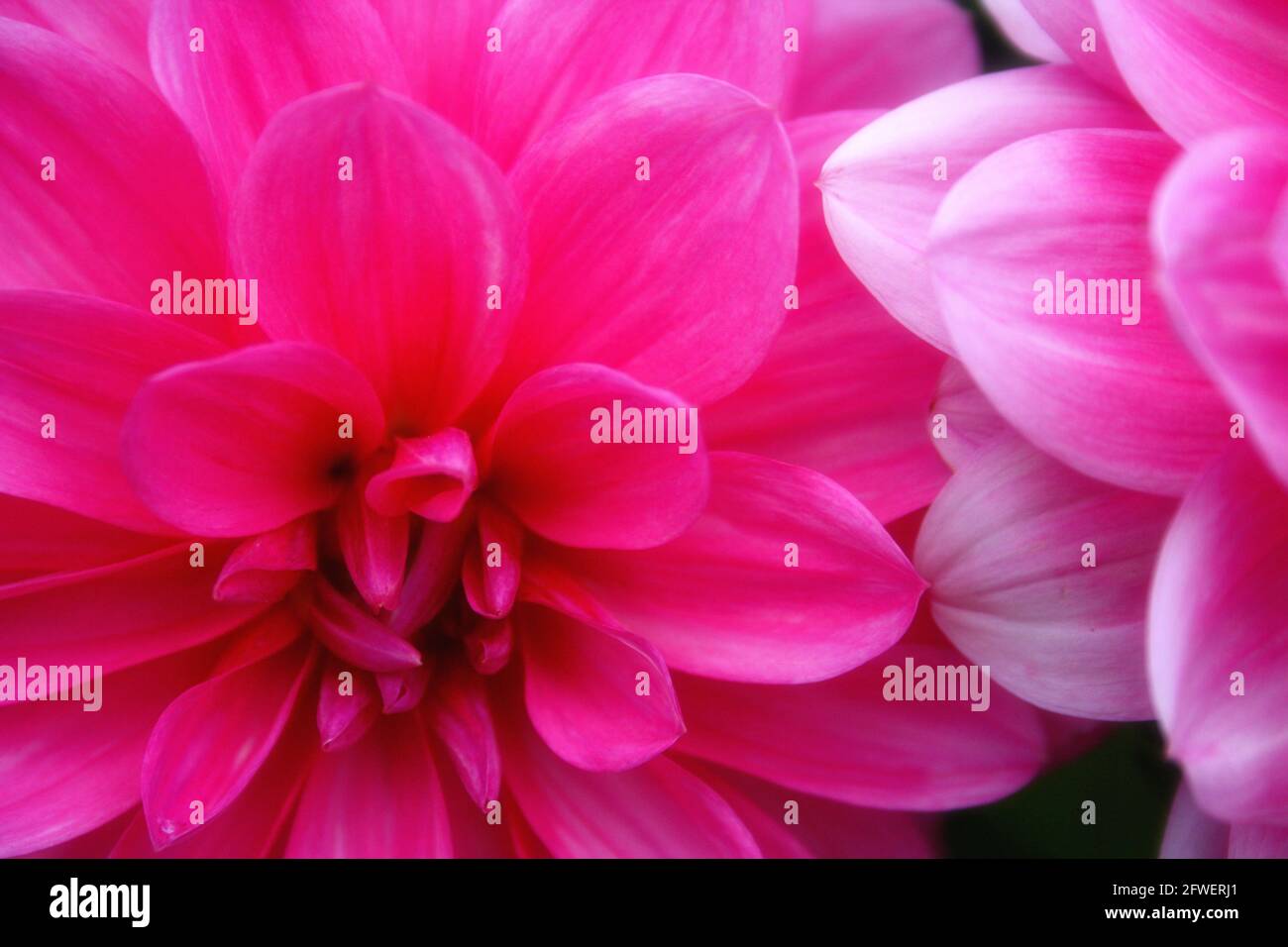 Hintergrund mit rosa Blütenblättern. Stockfoto